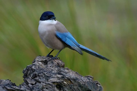 Azure-winged Magpie, Cyanopica cyanus, rare bird on the rock habitat, Sierra de Andújar, Andalusia,