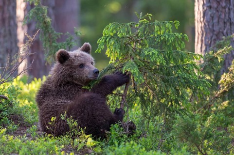 Eurasian Brown Bear (Ursus arctos) cub foraging in forest, Finland