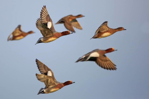 Eurasian Wigeon (Mareca penelope) flying, Friesland, Netherlands