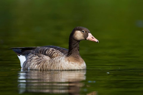 Hybrid: Greylag Goose x Canada Goose (Anser anser x Branta canadensis), Bavaria, Germany
