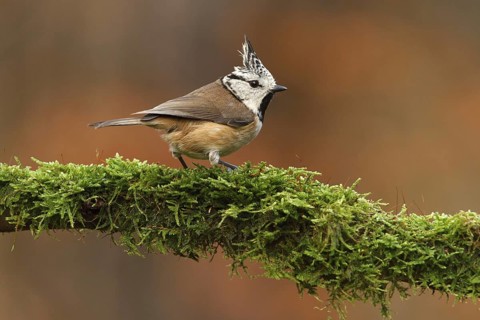 European Crested Tit (Lophophanes cristatus), Utrecht, Netherlands