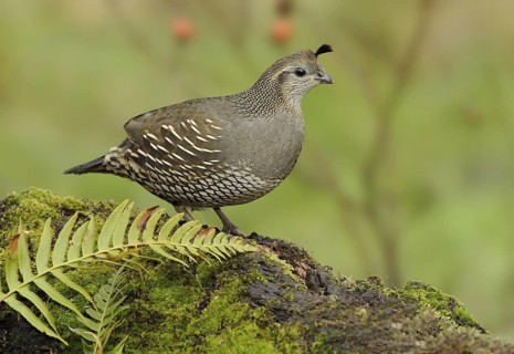 California Quail (Callipepla californica) female, British Columbia, Canada