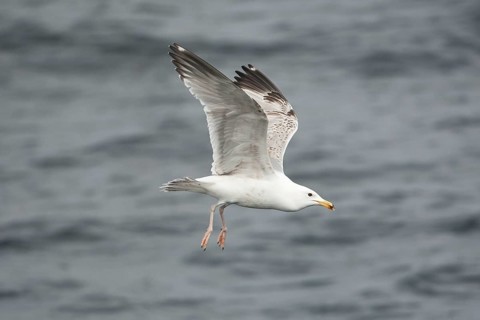 European Herring Gull (Larus argentatus) flying, Baltic Sea, Germany
