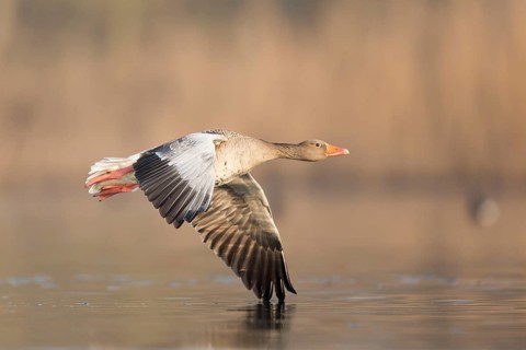 Greylag Goose (Anser anser) flying, Rhineland-Palatinate, Germany