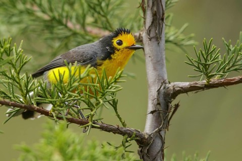 Golden-fronted Whitestart (Myioborus ornatus) perched on a branch in the mountains of Colombia,