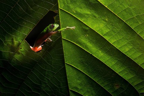 A Gliding Leaf Frog (Agalychnis spurrelli) moves through a rainforest at night in Ecuador