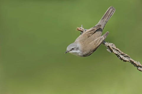 Lesser Whitethroat (Sylvia curruca) perched on a branch, Aosta Valley, Italy