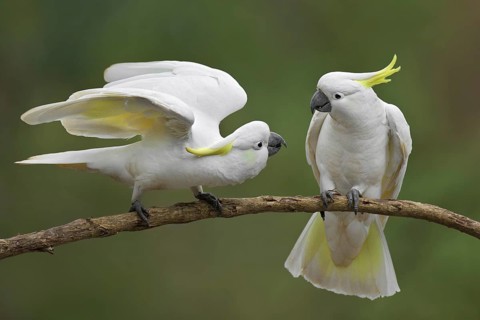Sulphur-crested Cockatoo (Cacatua galerita), Victoria, Australia