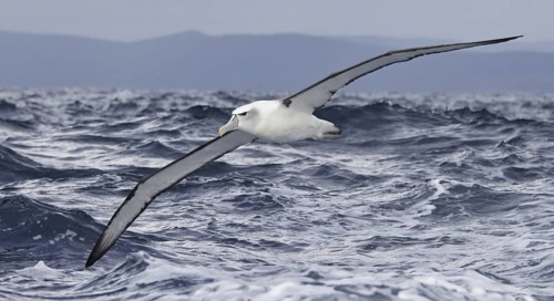 Shy Albatross (Thalassarche cauta) flying, New South Wales, Australia