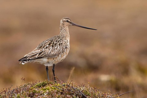 Bar-tailed Godwit (Limosa lapponica), Finnmark, Norway