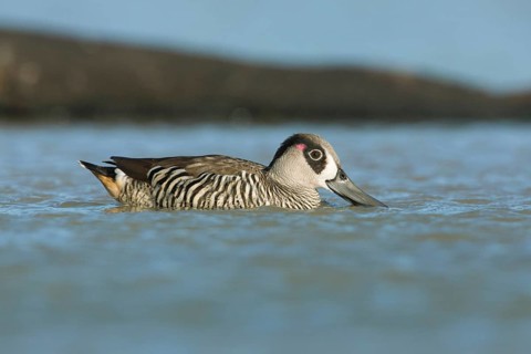 Pink-eared Duck (Malacorhynchus membranaceus), Victoria, Australia