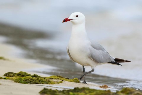 Audouin's Gull (Ichthyaetus audouinii), Mallorca, Spain