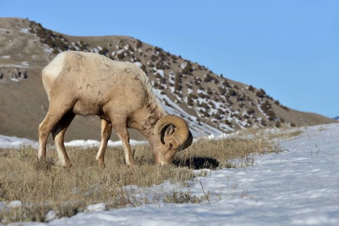 Bighorn Sheep (Ovis canadensis) male feeding in snowy countryside, Grand Teton National Park,
