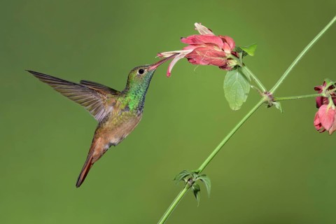 Buff-bellied Hummingbird (Amazilia yucatanensis) feeding on flower nectar, Texas, USA