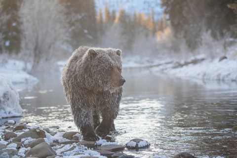 Grizzly Bear (Ursus arctos horribilis) walking along snowy river in winter, British Columbia,