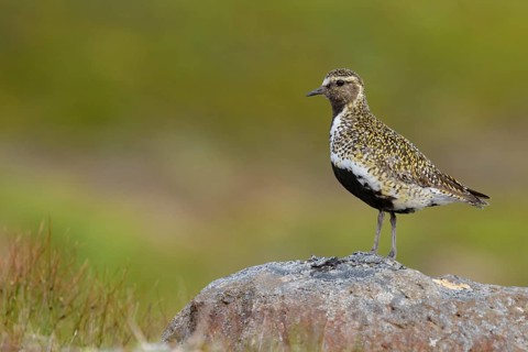 European Golden Plover (Pluvialis apricaria) perched on a stone, Iceland