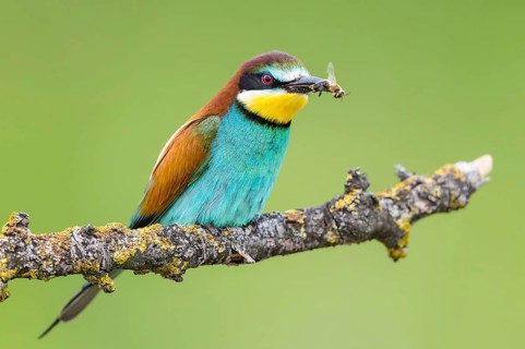 European Bee-eater (Merops apiaster) with Western honey bee (Apis mellifera) in beak, Subotica,
