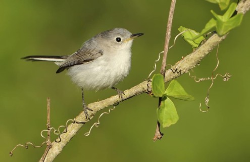 Blue-grey Gnatcatcher (Polioptila caerulea), Texas, USA