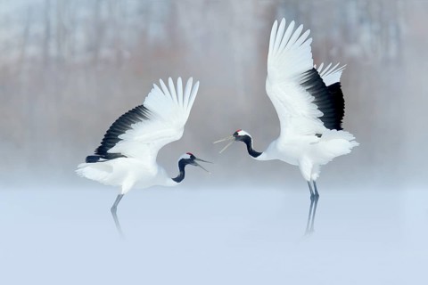 Red-crowned Crane (Grus japonensis) pair dancing in snow, Hokkaido, Japan