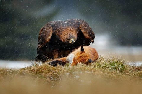 Golden Eagle feeding on kill Red Fox in the forest during rain and snowfall. Bird behaviour in the