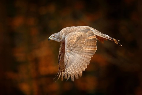 Goshawk flying, bird of prey with open wings with evening sun back light, nature forest habitat,