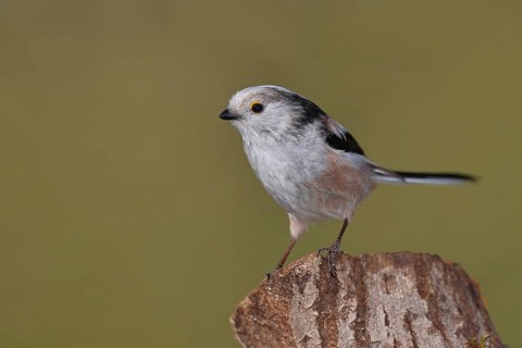 Long-tailed Tit (Aegithalos caudatus), on a tree stump, Wilnsdorf, North Rhine-Westphalia, Germany