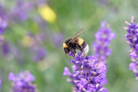 Ground bumblebee (Bombus terrestris), on a lavender flower (Lavandula angustifolia), macro