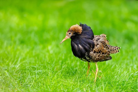 Ruff (Calidris pugnax) male standing on a meadow, captive, Zoo Augsburg, Germany