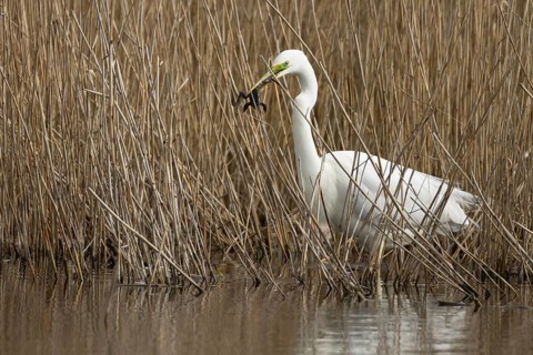 Great white egret (Ardea alba) adult bird in water on the edge of a reedbed with a frog for food in