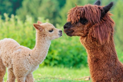 A freshly born white alpaca (Vicugna pacos) stands in front of its brown mother and sniffer on her