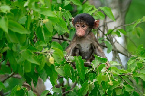 Bear baboon, chacma baboon (Papio ursinus), young, baby, sitting on tree, fragile, Kruger, Kruger
