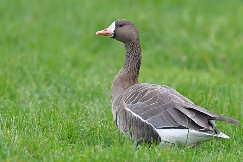 White-fronted goose (Anser albifrons), standing in a meadow in the wintering area, wildlife,