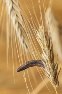 Ergot mushroom Claviceps purpurea on a ripe ear of grain