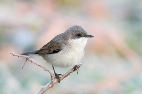 Lesser Whitethroat (Sylvia curruca), Baden-Wuerttemberg, Germany