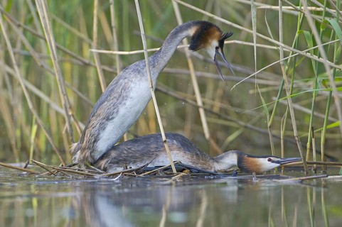 Great Crested Grebe (Podiceps cristatus), Saxony, Germany
