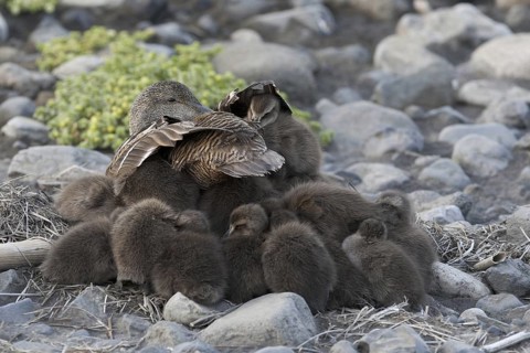 Common Eider (Somateria mollissima) juvenile, Iceland