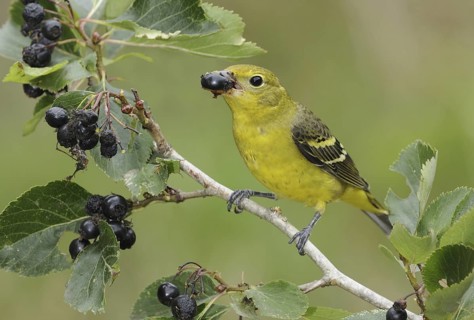 Western Tanager (Piranga ludoviciana) female, British Columbia, Canada