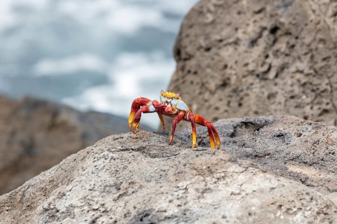 Red rock crab (Grapsus grapsus), San Cristobal, Galapagos, Ecuador