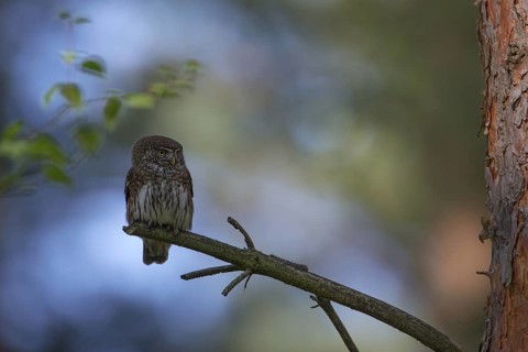 Eurasian Pygmy Owl (Glaucidium passerinum), Poland