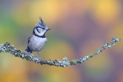 European Crested Tit (Lophophanes cristatus) perched on a branch, Netherlands