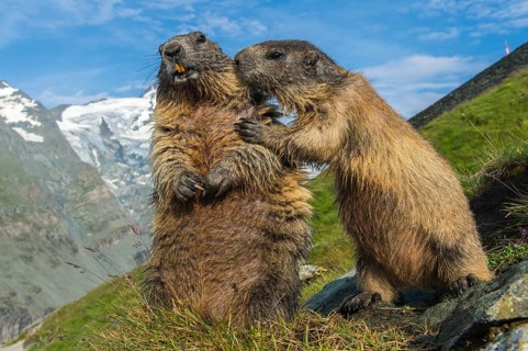 Alpine Marmot (Marmota marmota) two adult in alpine landscape, High Tauern National Park,