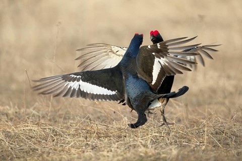Black Grouse (Lyrurus tetrix) male mating, Nizhegorodskaya, Russia