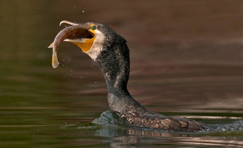 Great Cormorant (Phalacrocorax carbo) with Eurasian perch (Perca fluviatilis) prey in beak,
