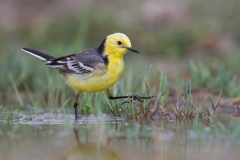 Citrine Wagtail - Zitronenstelze - Motacilla citreola ssp. citreola, Kazakhstan