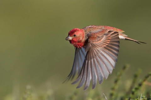 Common Rosefinch - Karmingimpel - Carpodacus erythrinus ssp. ferghanensis, Kyrgyzstan, adult male