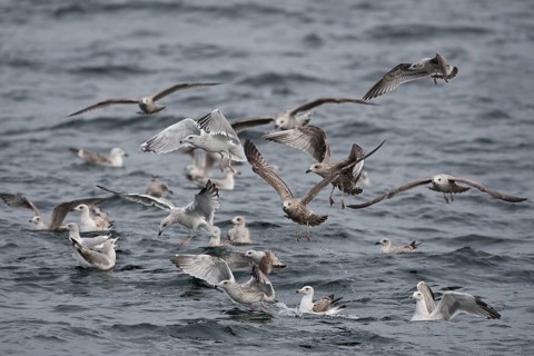 European Herring Gull & Mew Gull & Great Black-backed Gull (Larus argentatus & Larus canus & Larus