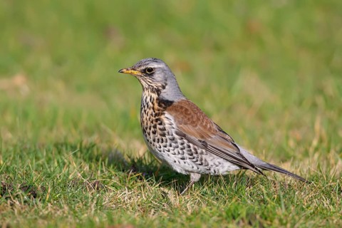 Fieldfare (Turdus pilaris), Wales, United Kingdom