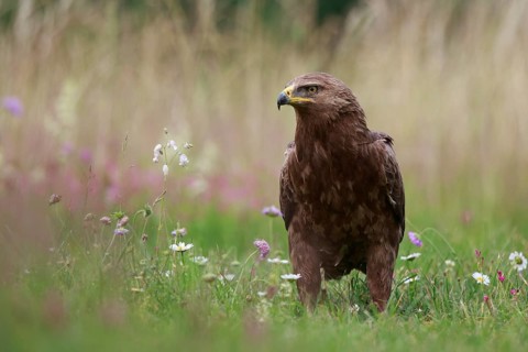 Lesser Spotted Eagle (Clanga pomarina) on grassland, Poland