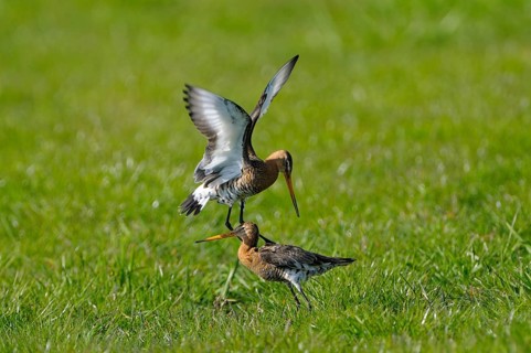 Uferschnepfe (Limosa limosa), Black-tailed Godwit, kaempfende Altvoegel, Mai, Nijkerk, Gelderland,