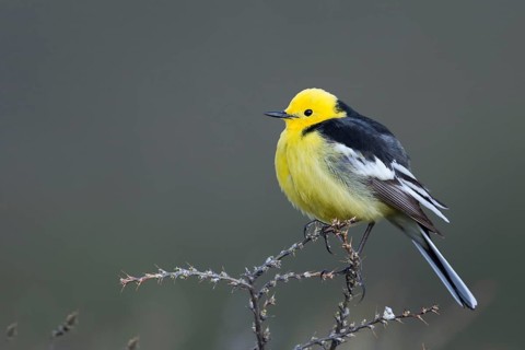 Citrine Wagtail - Zitronenstelze - Motacilla citreola ssp. calcarata, Kyrgyzstan, adult male